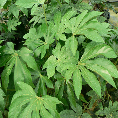Fatsia japonica 2L (60-70cm)
