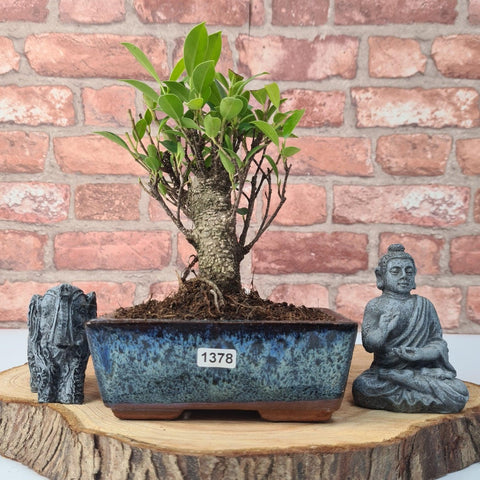 Ficus Microcarpa (Banyan Fig) Indoor Bonsai Tree | Broom | In 15cm Pot