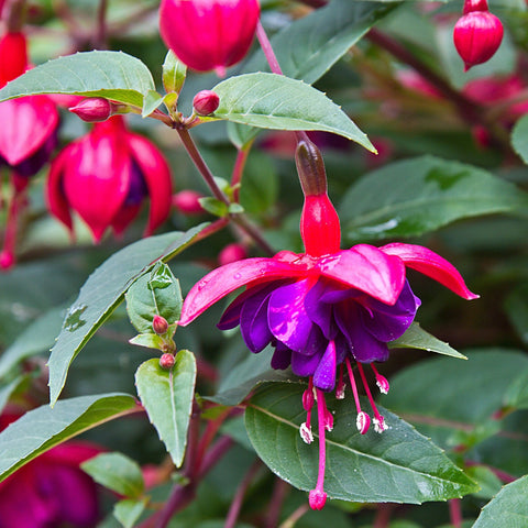 Fuchsia Dollar Princess - Aufrecht (9cm Topf)