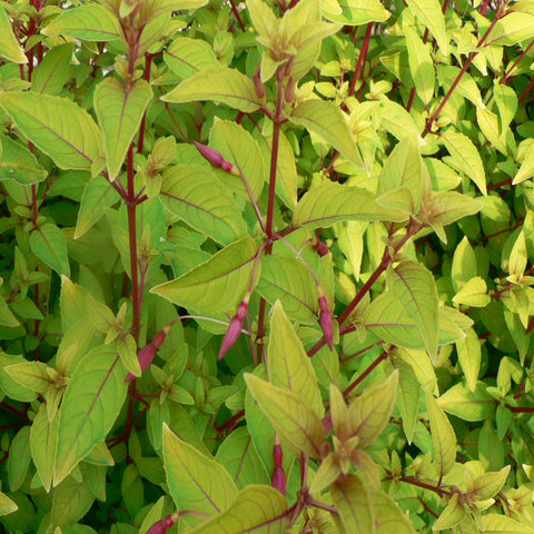 Winterharte Fuchsie 'Genii' 9 cm / 2 l