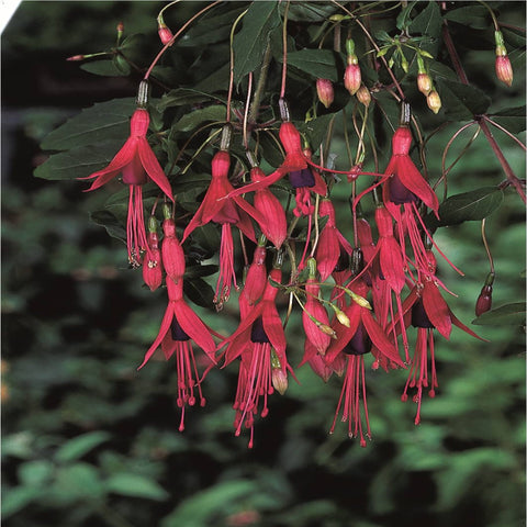 Winterharte Fuchsie 'Riccartonii' 9 cm / 2 l