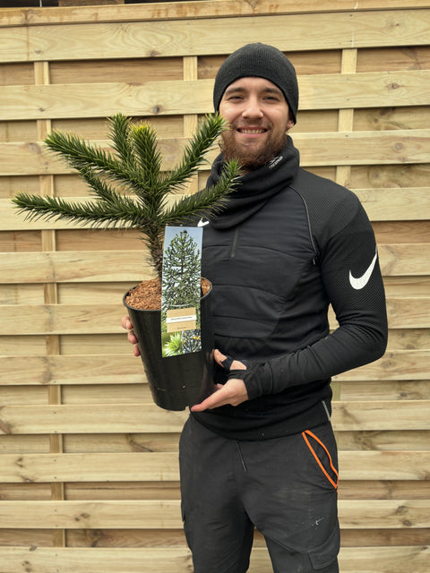 Araucaria Araucana | Monkey Puzzle Tree