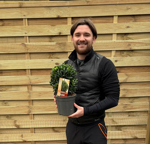 Euonymus japonicus Ball 'Green Spire' 2L
