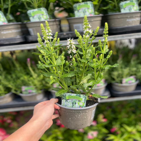 Salvia nemorosa 'Synchro White' 9cm/1,5L/2L 