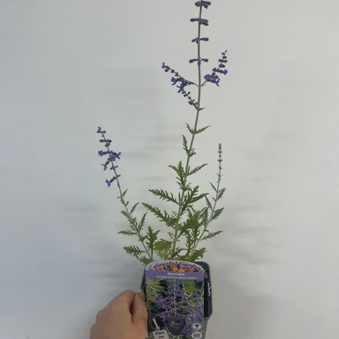 Perovskia 'Blue Spire' 9 cm / 2 l