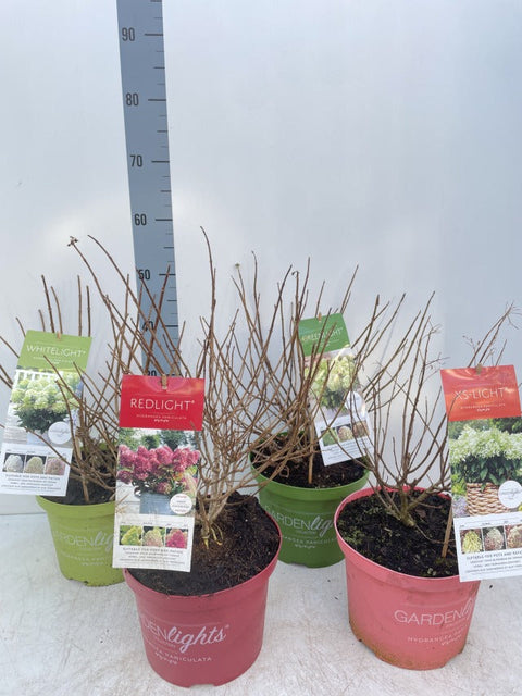 Hydrangea paniculata 'Pink Light' 2L / 5L