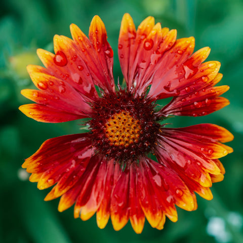 Gaillardia - Orange Halo (Deckenblume)