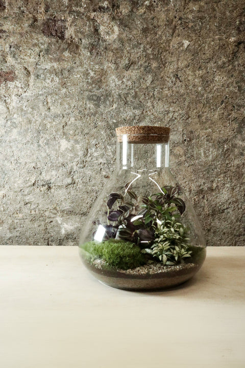 Terrarium de laboratoire grand format 30x27cm FR35
