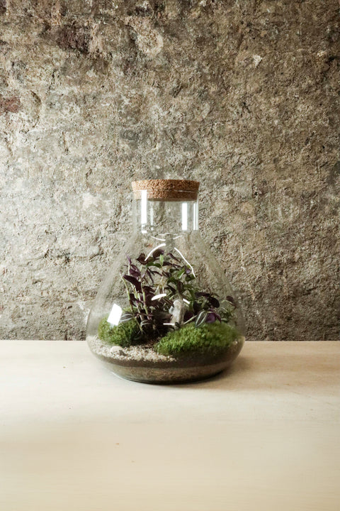 Terrarium de laboratoire grand format 30x27cm FR35