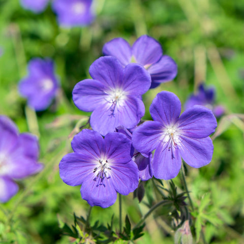Geranie 'Johnson's Blue' 9cm/2L/3L
