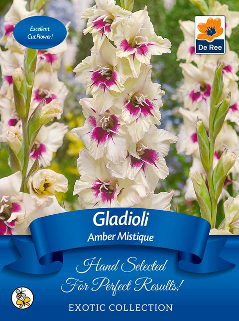 Gladioli Bulbs | 'Amber Mistique' | Exotic Collection 7 Bulbs