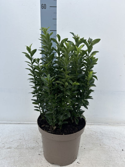 Euonymus japonicus 'Green Spire' (Multibuy Offers Available)