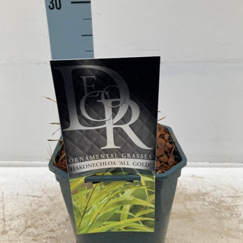 Hakonechloa macra 'Allgold' Gras 9cm / 2L