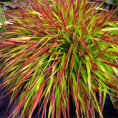 Hakonechloa macra 'Mulled Wine' 9cm