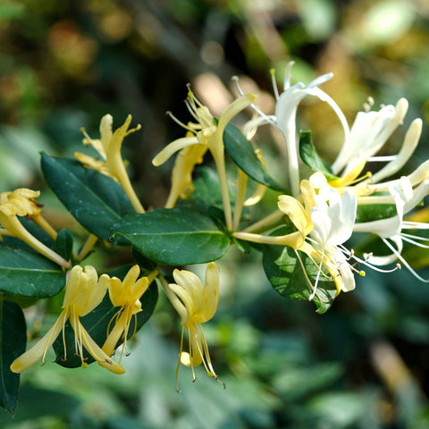 Geißblatt 'Hall's Prolific' | Japanisches Geißblatt (Lonicera japonica) 70 cm