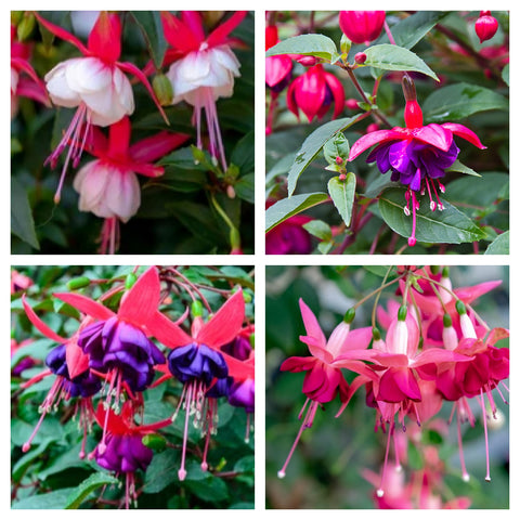 Winterhartes Fuchsia | Lost Label | 2L/3L