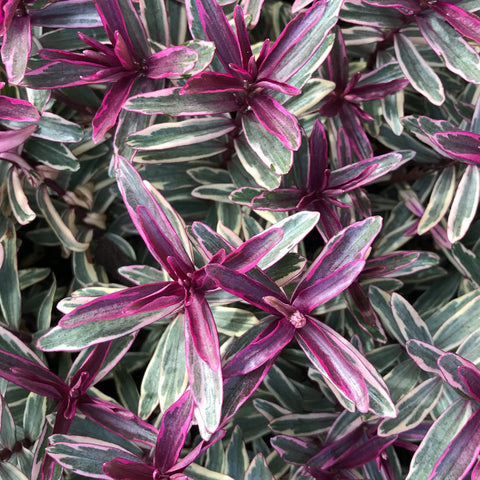 Hebe 'Heartbreaker' 2L