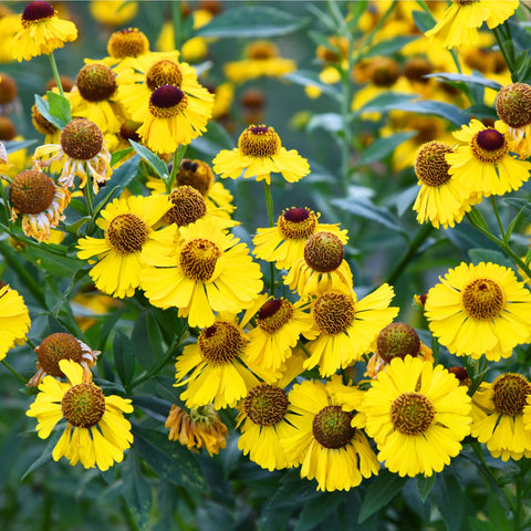 Helenium 'El Dorado' 1,5 l