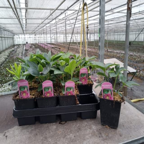Hellébore/Helleborus orientalis - Rose (9 cm)