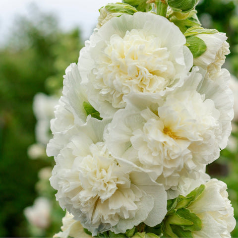 Stockrose (Alcea) 'Chaters White' 9 cm