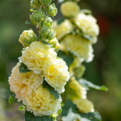Gelbe Stockrose (Alcea) 'Spring Celebrities Lemon' 1,5 l