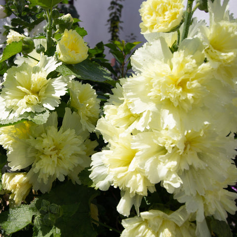 Stockrose (Alcea) - Gefüllte gelbe 2L