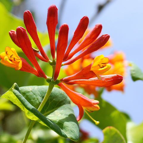 Honeysuckle 'Tellmaniania' | Lonicera japonica 60cm
