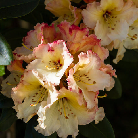 Standard-Rhododendron 'Horizon Monarch' (Gelb) 80 cm