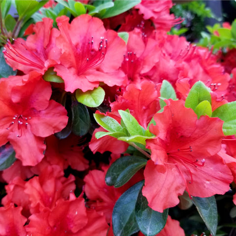 Azalea 'Hotshot' 2L