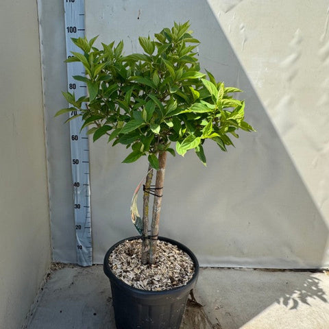 Hydrangea paniculata 'LimeLight’ Multistem Tree 12L-45L