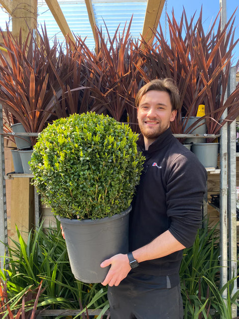 Buchsbaum/Formschnittball (Buxus sempervirens)