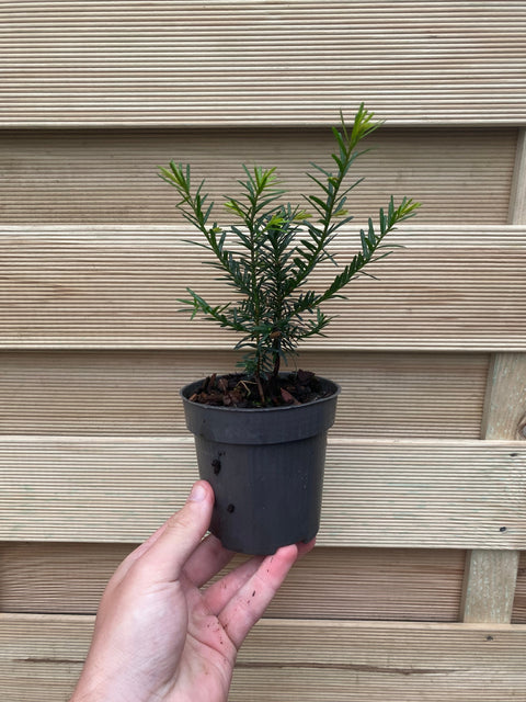 Haie d'if - Taxus baccata 9 cm/2 L