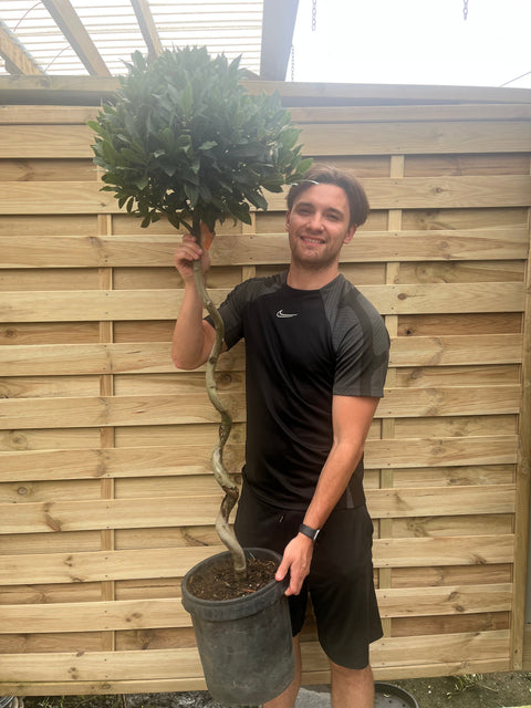 Lorbeerbaum (Laurus nobilis) mit spiralförmigem Stamm, 110–120 cm bzw. 130–150 cm hoch