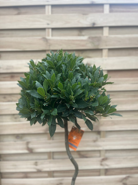 Lorbeerbaum (Laurus nobilis) mit spiralförmigem Stamm, 110–120 cm bzw. 130–150 cm hoch