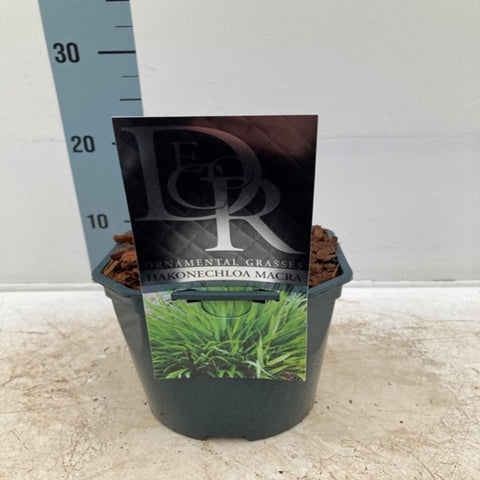 Hakonechloa macra Gras 9cm / 2L