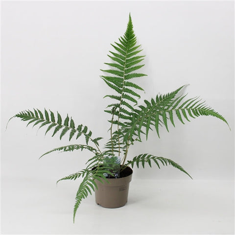 Dicksonia antarctica 'Fougère arborescente' 1/2/5L