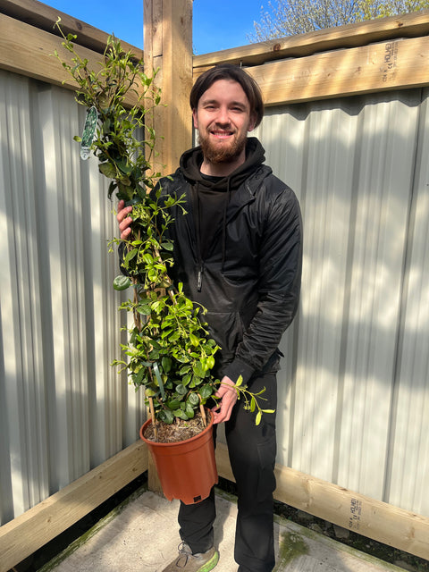 Trachelospermum jasminoides | Cône de jasmin étoilé à feuilles persistantes