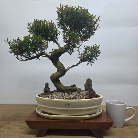 Brush Cherry (Syzygium) Premium Bonsai Tree Bundle | Shaped | In 31cm Pot