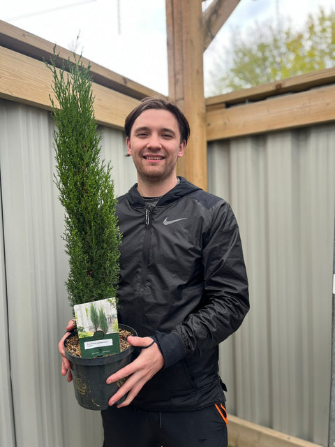 Cupressus sempervivrens Totem (cyprès italien) 50-60cm, 140-150cm 