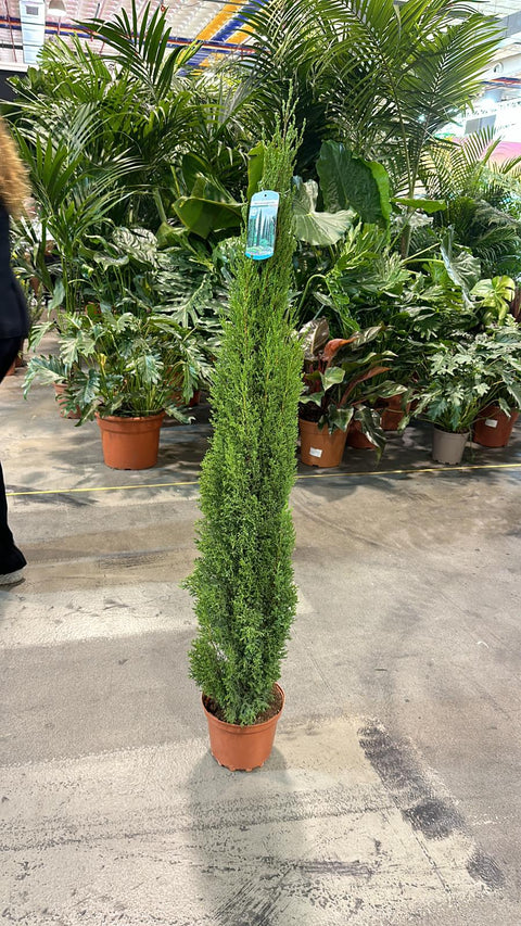 Cupressus sempervivrens Totem (cyprès italien) 50-60cm, 140-150cm 