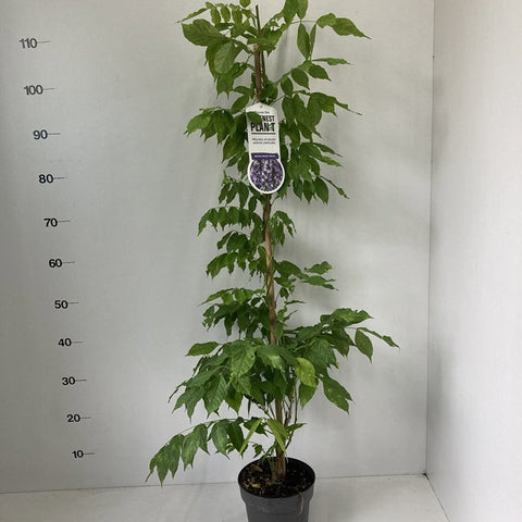 Wisteria sinensis 'Prolific' 2L 100-120cm