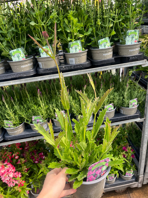 Verveine 'Rigida' 9 cm / 1,5 L / 2 L