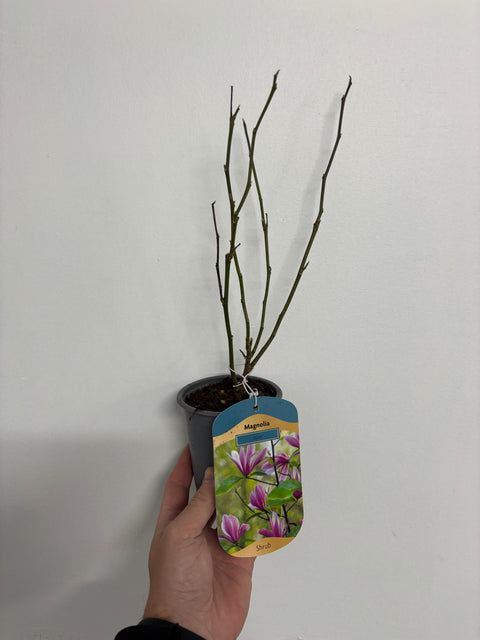 Magnolia 'Susan' 9 cm - 3 L