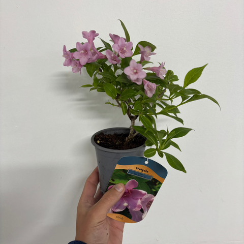 3 x Gemischte Weigelie 9 cm