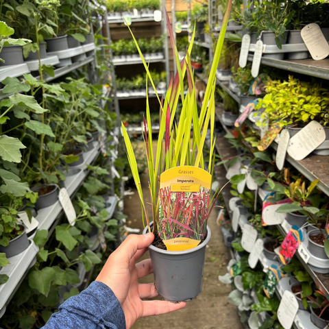 Imperata cylindrica Red Baron (Herbe de sang japonaise) 9 cm / 2 L / 3 L / 7,5 L