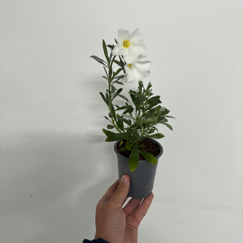 Convolvus cneorum (Silverbush) 9cm/1.5L/2L/3L