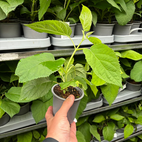 Hortensie 'Annabelle' 9 cm / 2 l