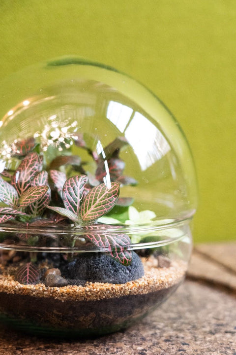 Globe Terrarium Kit 19.5cm x 19.5cm