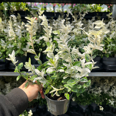 Euonymus Fortunei 'Harlequin' 9cm / 1,5L / 2L
