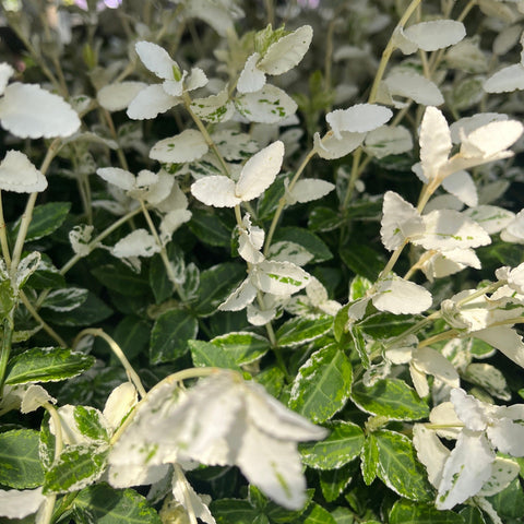 Euonymus Fortunei 'Harlequin' 9cm / 1,5L / 2L